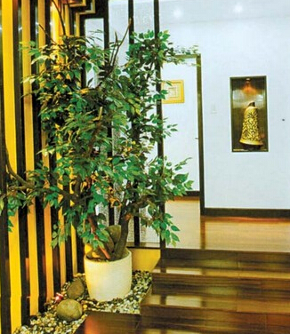 這些家居植物擺設(shè)風(fēng)水禁忌，你知道嗎？