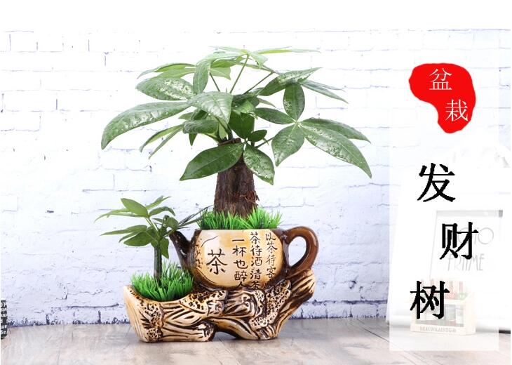 家佳樂文學(xué)發(fā)財(cái)樹盆景