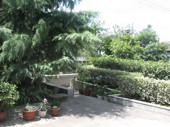 這些庭院種樹的風(fēng)水禁忌，你知道嗎？