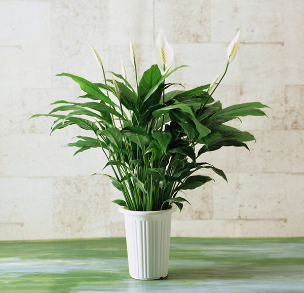 家居植物擺設(shè)風(fēng)水也有講究，快來看一看！