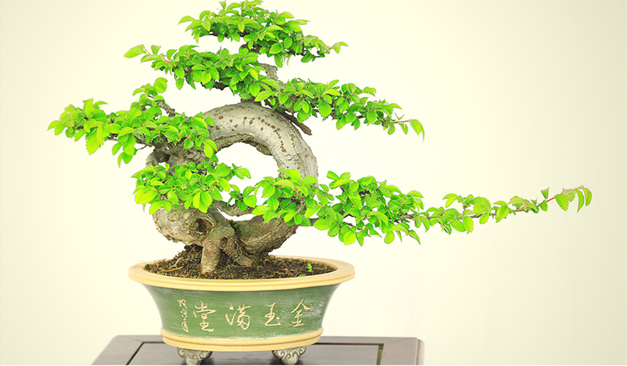 盆景作品云中旭日，榆樹小品盆景