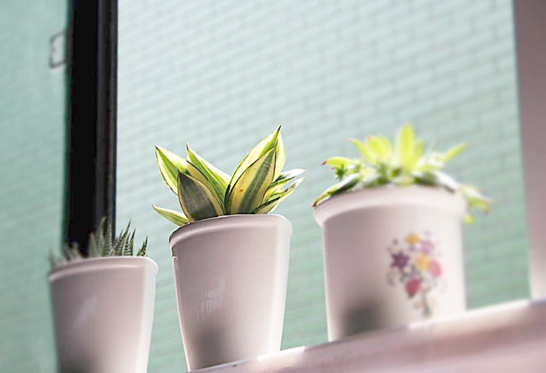 促進(jìn)夫妻關(guān)系的植物，你有沒有放在房間里？