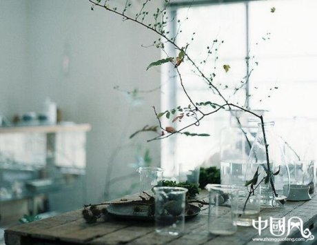 適合家居擺設的植物風水