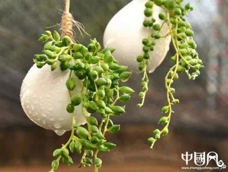 家庭養(yǎng)什么花最好