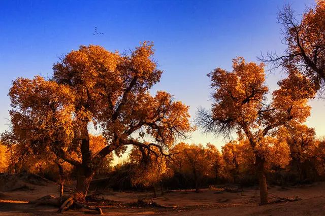 陌上·花溪堂，陌上花開笑顏傾城