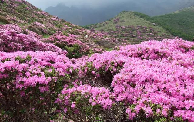 珀洱半坡，在竹海樹林之間盡享山間好風光