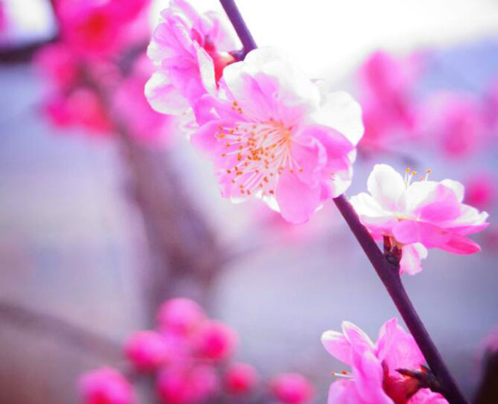 化解桃花劫，就靠這些風(fēng)水學(xué)