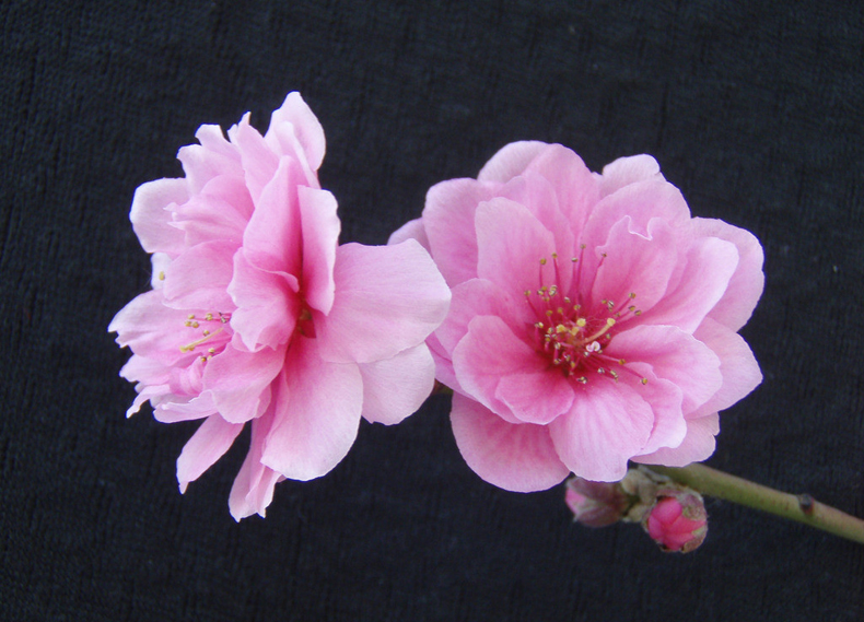 碰見爛桃花怎么辦？風(fēng)水學(xué)幫你趕走它們！