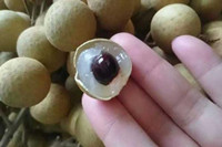 龍眼一天吃多少合適 吃多了會怎么樣？